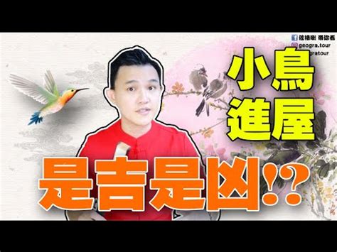 鳥飛入屋|【家裡飛進鳥】家裡飛進鳥，象徵吉凶？「最常聽見」的5大迷信。